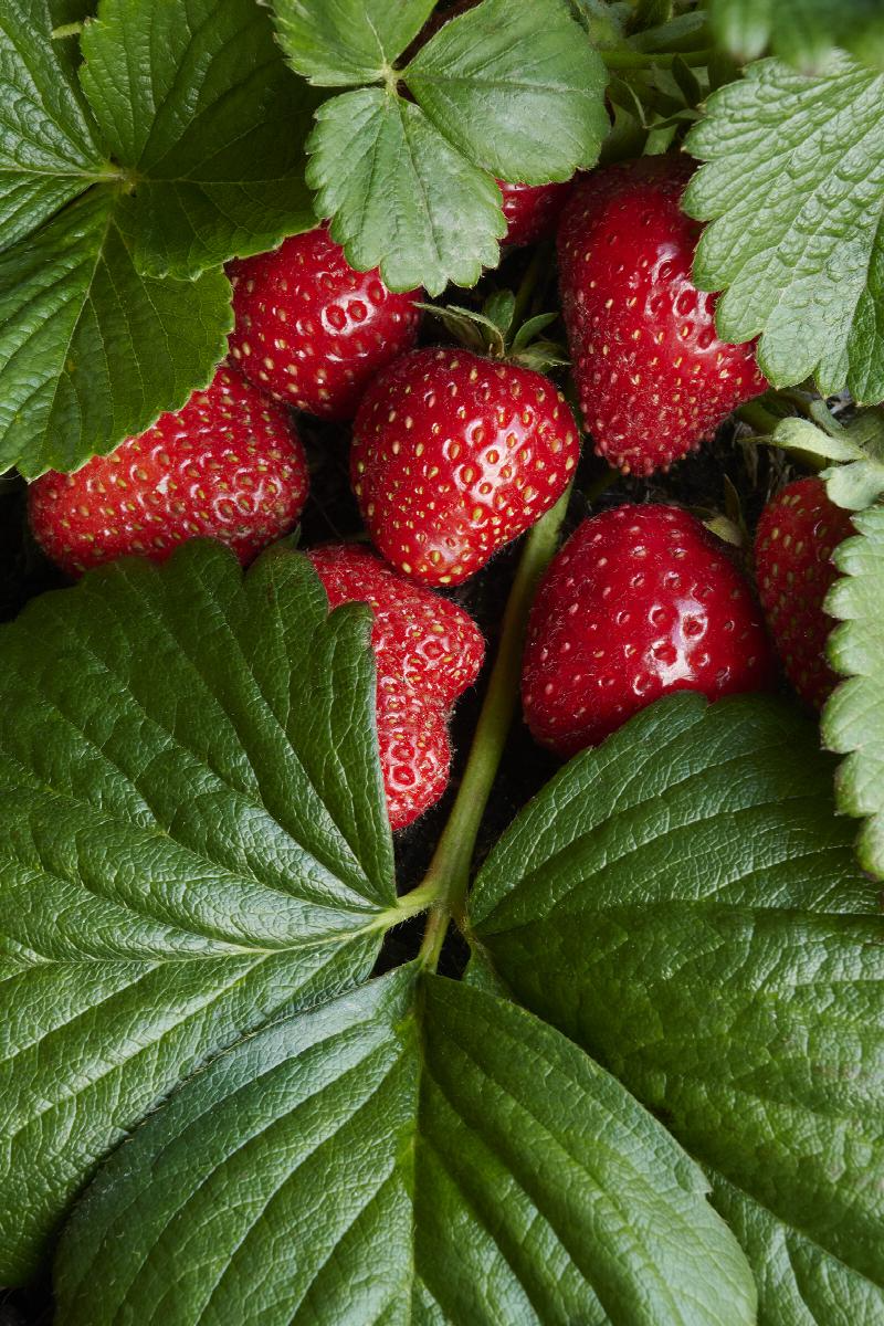 Strawberry (Seascape)