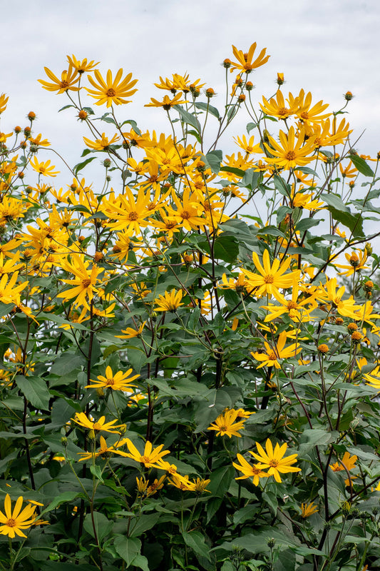 Sunchoke