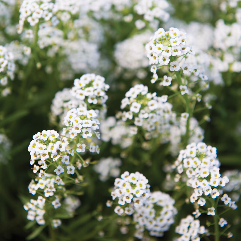 Sweet Alyssum (Six Pack)