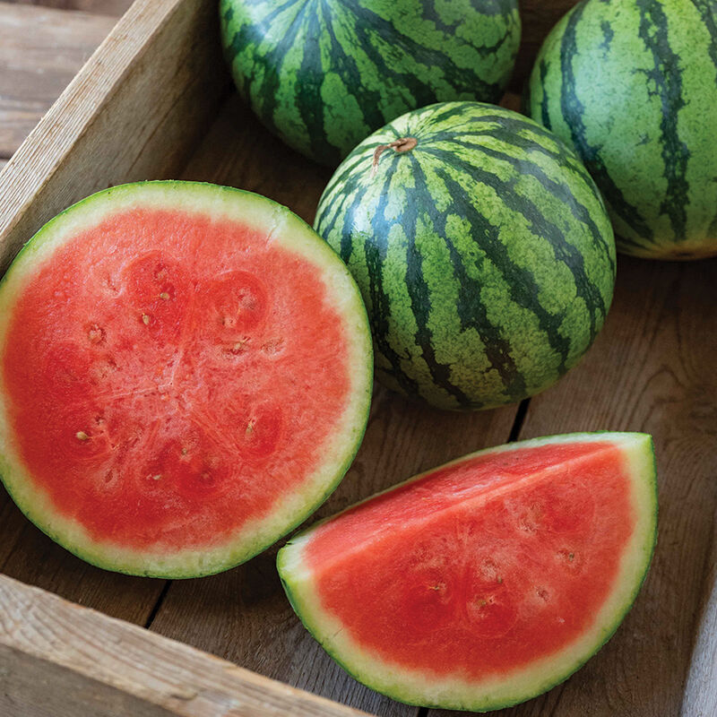 Seedless Watermelon Bundle (Kalahari)