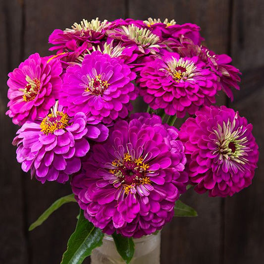 Zinnia (Giant Purple - Six Pack)